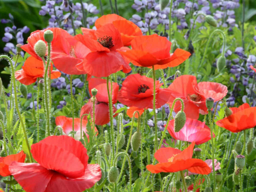Planting and caring for the common poppy 
