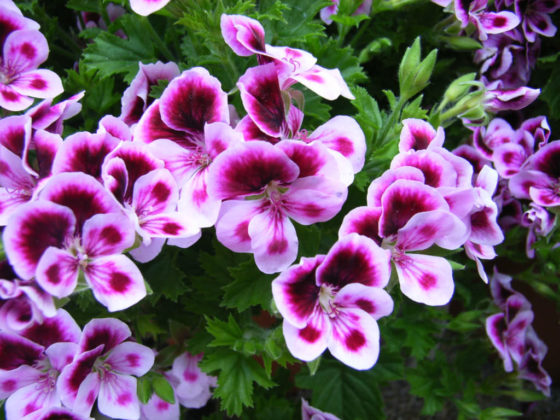 How to Grow and Care for Pelargonium - World of Flowering Plants