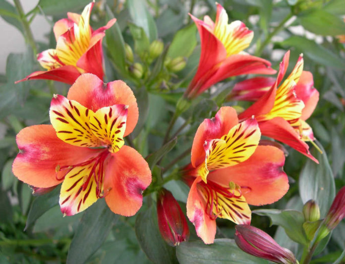 How to Grow and Care for a Peruvian Lily World of Flowering Plants