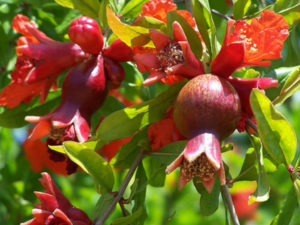 How To Grow And Care For Pomegranate - World Of Flowering Plants