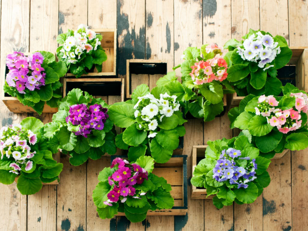 How to Grow and Care for Primula World of Flowering Plants