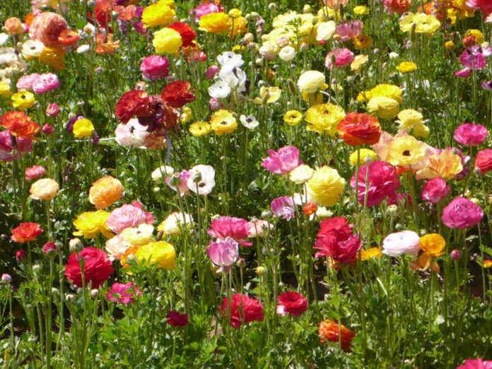 How To Grow And Care For Ranunculus - World Of Flowering Plants