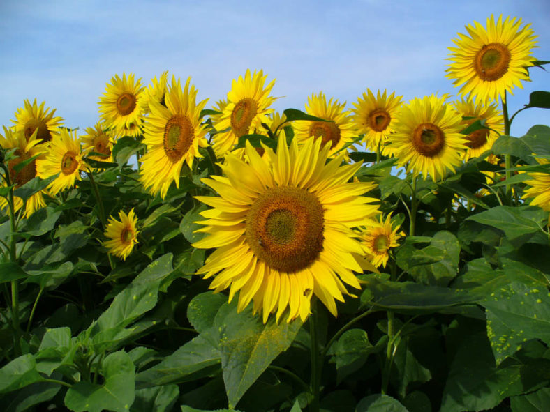 Grow and Care Sunflowers (Helianthus annuus)