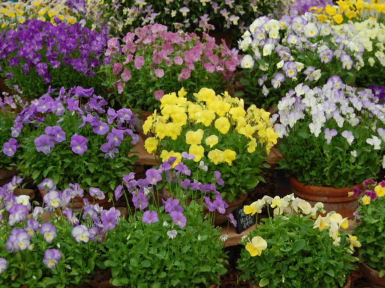 How to Grow and Care for Violas World of Flowering Plants