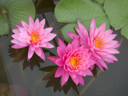 How to Grow and Care for Water Lilies - World of Flowering Plants