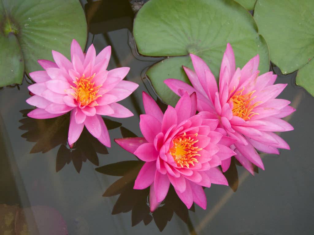 how-to-plant-a-water-lily-in-2020-container-gardening-plants-purple