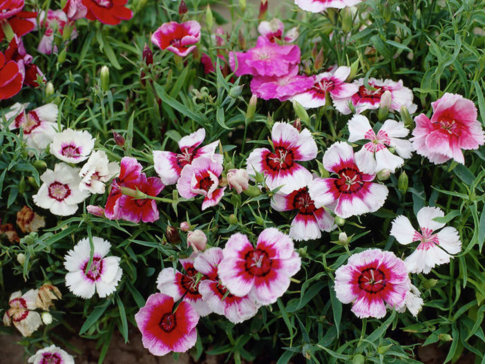 Dianthus