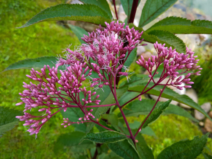 Eupatorium purpureum - Sweet Joe Pye Weed