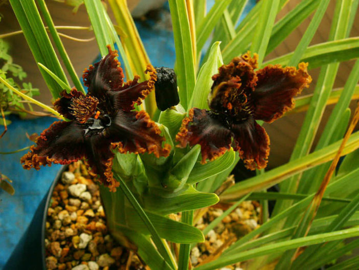 Ferraria