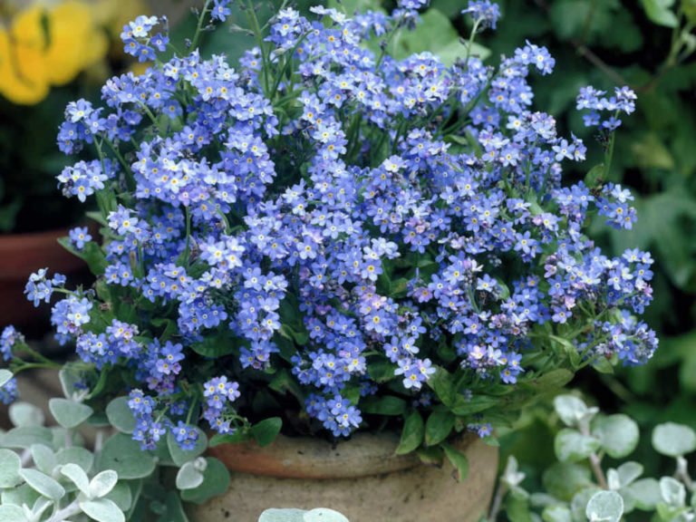 How to Grow and Care for a Forget-Me-Not Plant - World of Flowering Plants