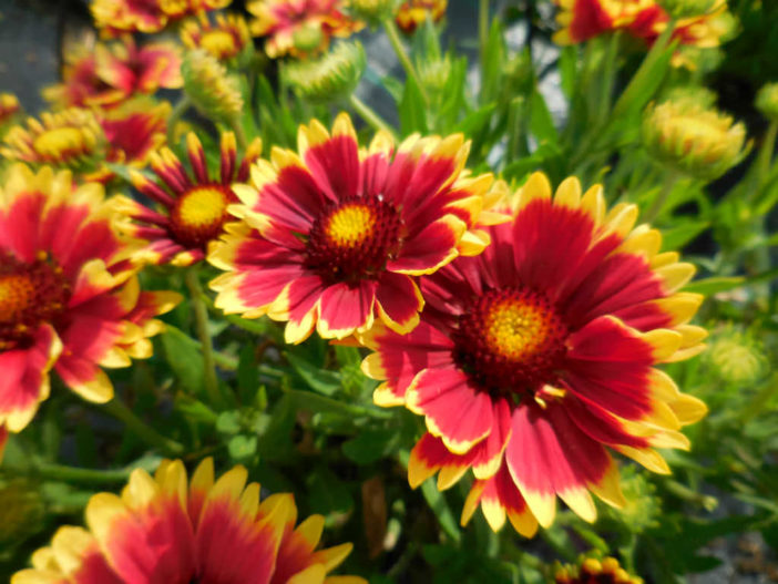 Gaillardia - Blanket Flowers