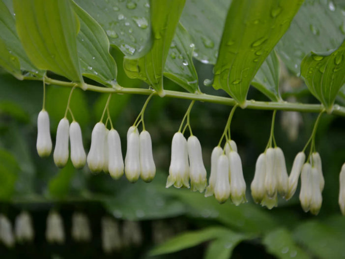 Solomon's Seal