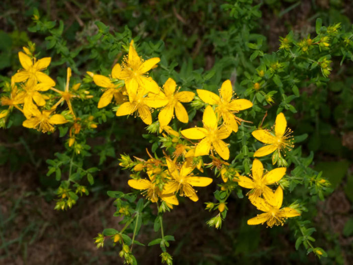 St. John's Wort