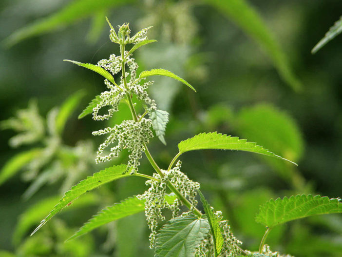 Grow and Care Stinging Nettle (Urtica dioica)