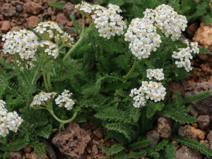 Yarrow