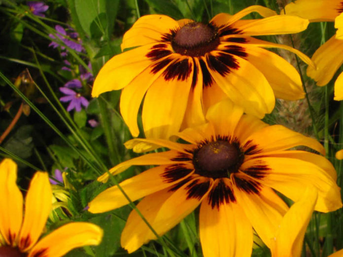 How to Grow and Care for a Black Eyed Susan World of Flowering Plants