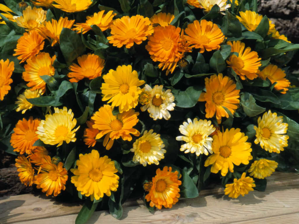 How Grow and Care for Calendula - World of Flowering Plants