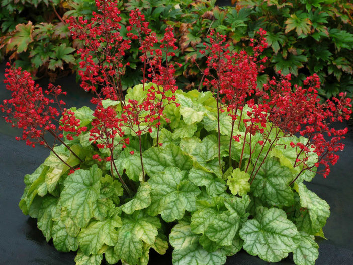 Grow and Care Coral Bells