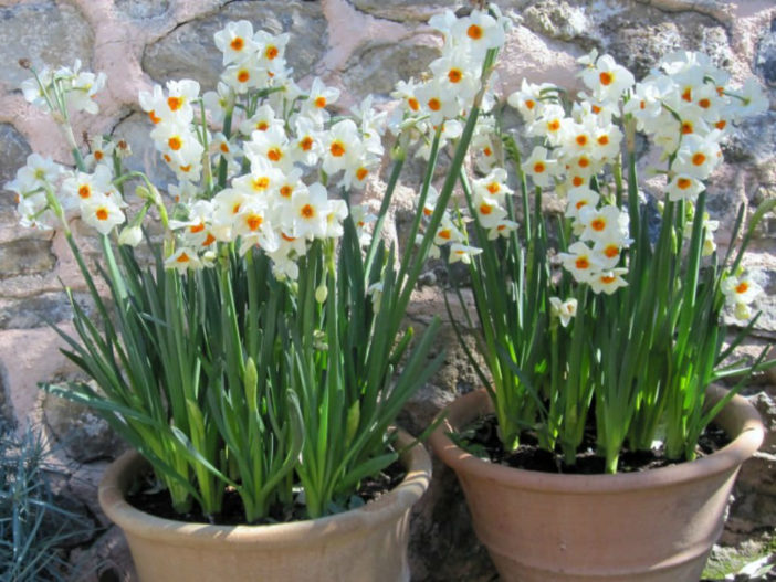 Narcissus 'Geranium'