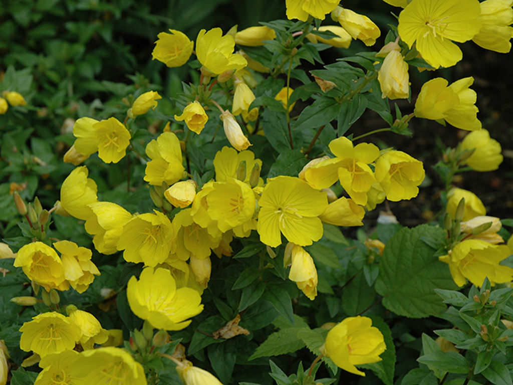 how to grow and care for oenothera - world of flowering plants