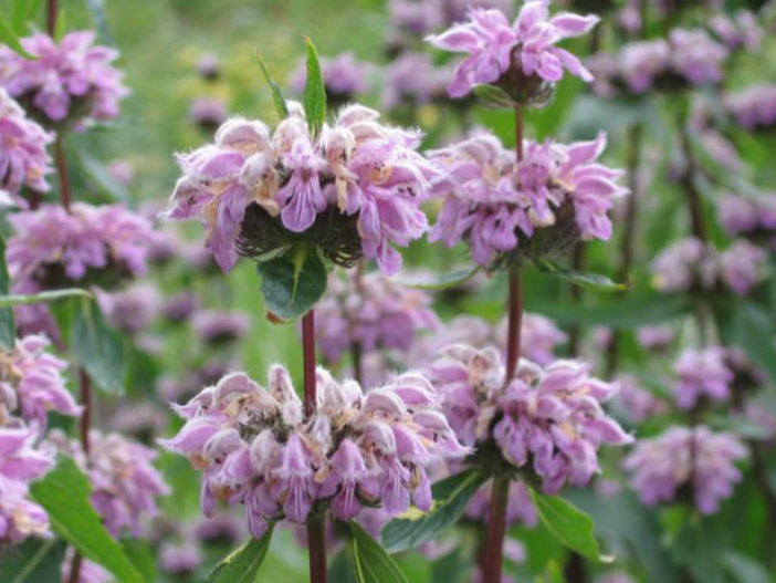 Phlomis