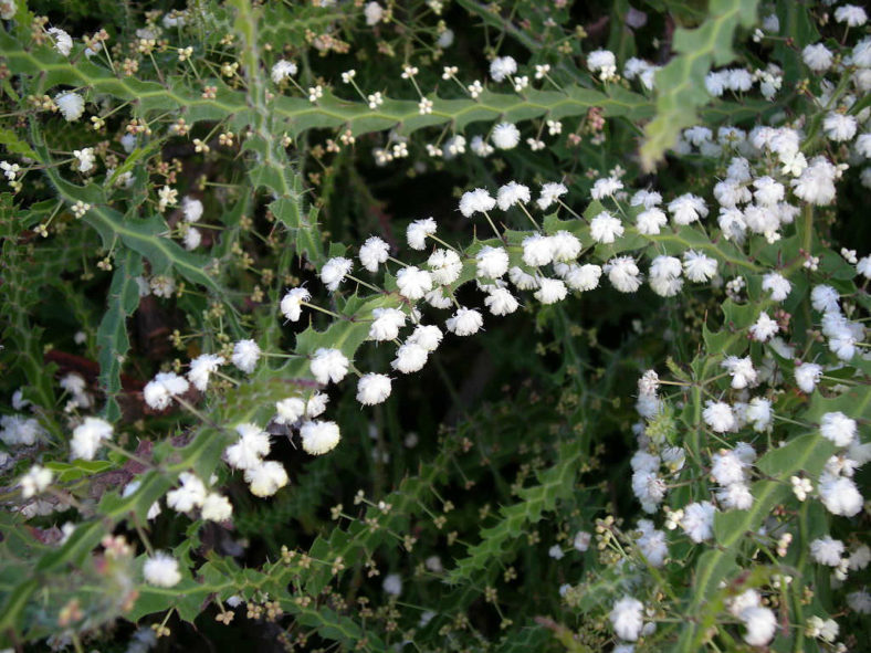 Acacia alata - Winged Wattle