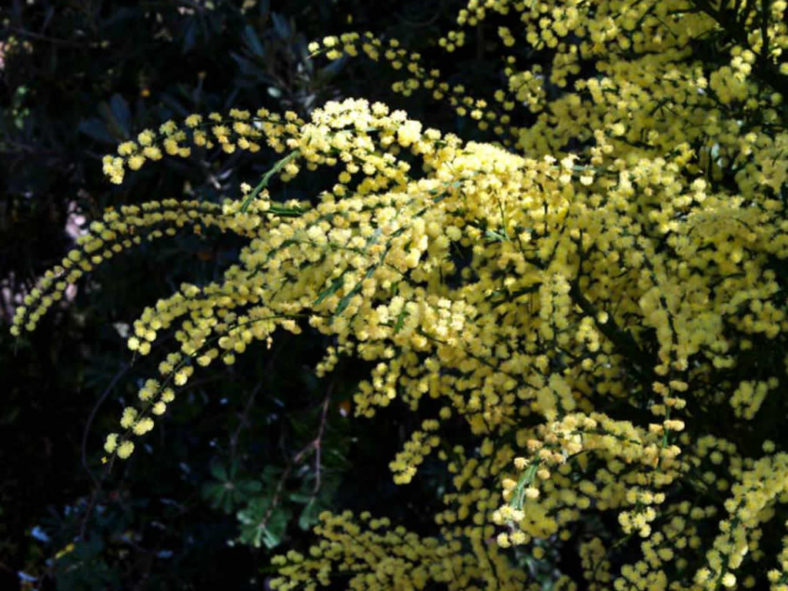 Acacia alata - Winged Wattle