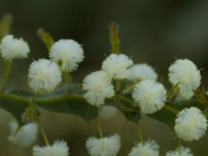 Acacia alata - Winged Wattle