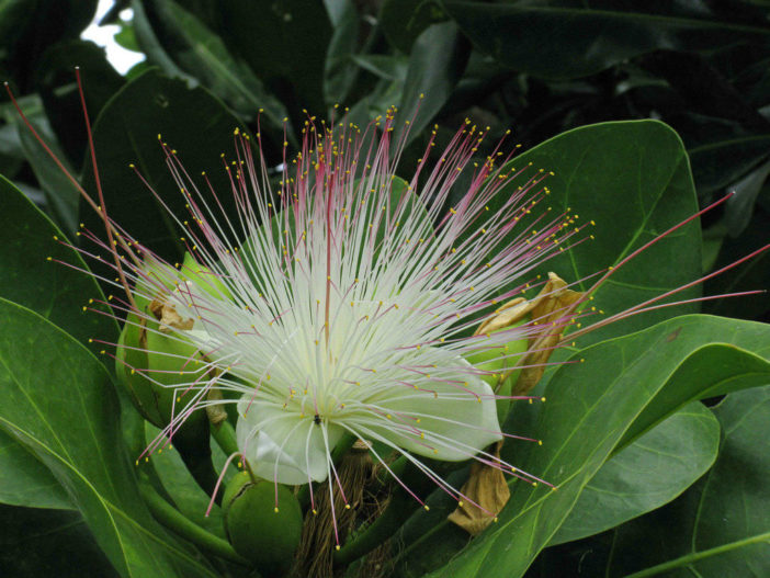 Unusual Flowers (Barringtonia asiatica)