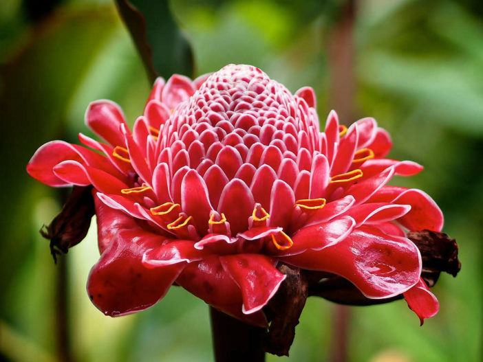 Unusual Flowers (Etlingera elatior)