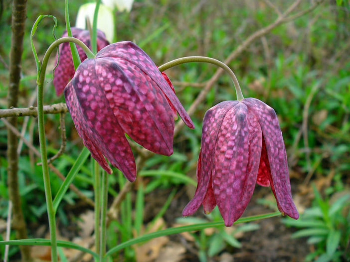 Unusual Flowers (Fritillaria meleagris)