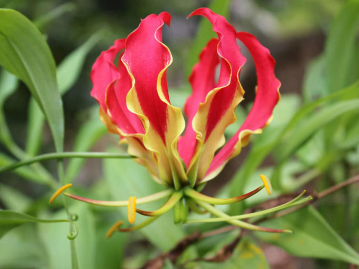 Unusual Flowers (Gloriosa superba)