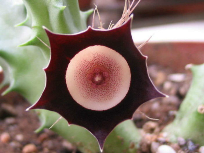 Unusual Flowers (Huernia oculata)