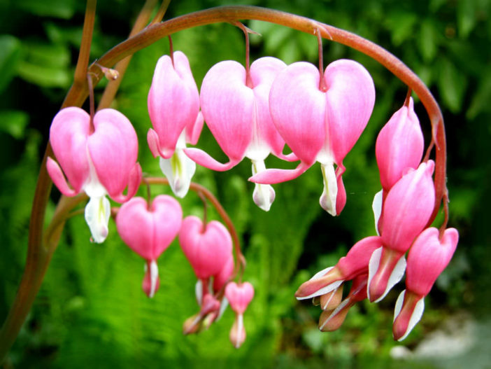 Unusual Flowers (Lamprocapnos spectabilis)