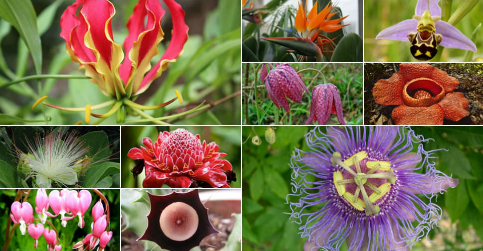 10 Very Unusual Flowers World of Flowering Plants