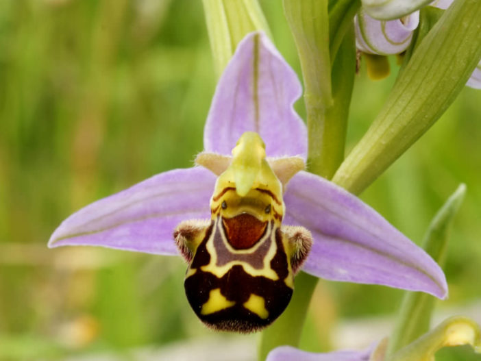 Unusual Flowers (Ophrys apifera)