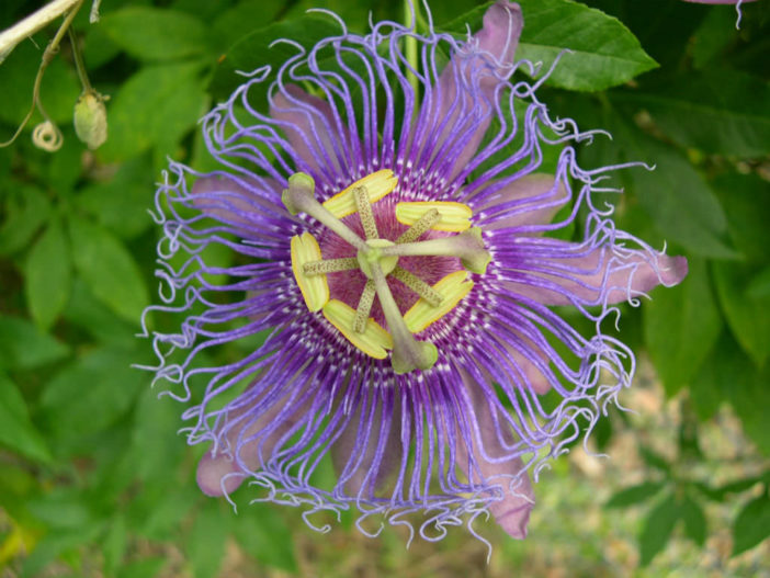 Unusual Flowers (Passiflora incarnata)