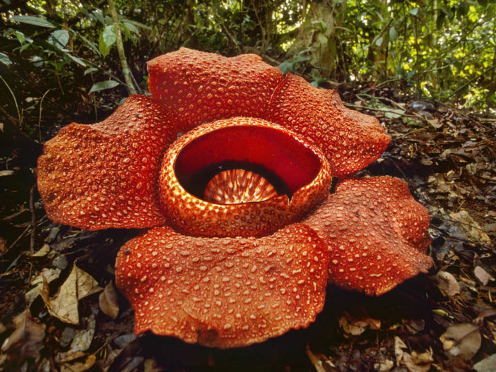 Unusual Flowers (Rafflesia arnoldii)