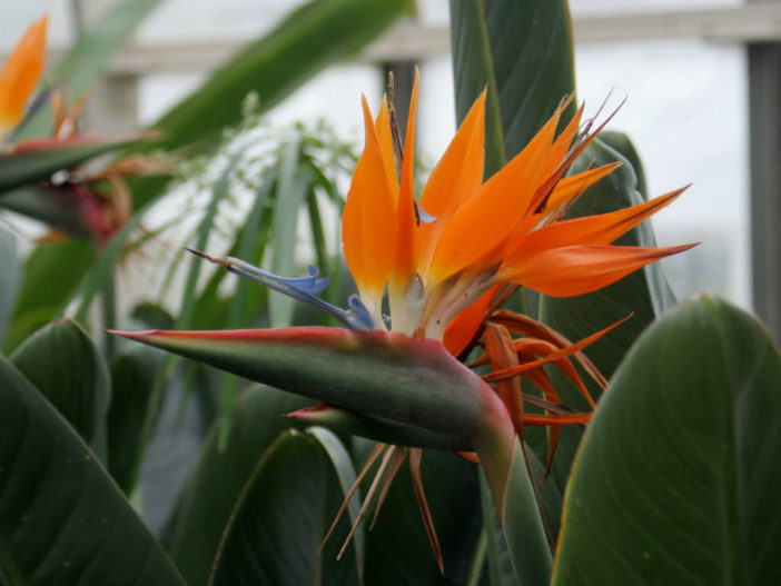 Unusual Flowers (Strelitzia reginae)