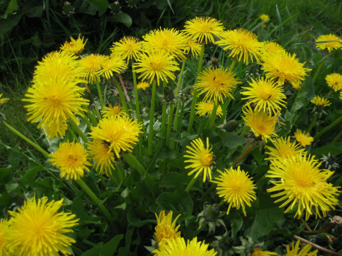 Taraxacum officinale - Common Dandelion