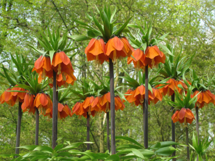 How to Grow and Care for Fritillaria Bulbs - World of Flowering Plants