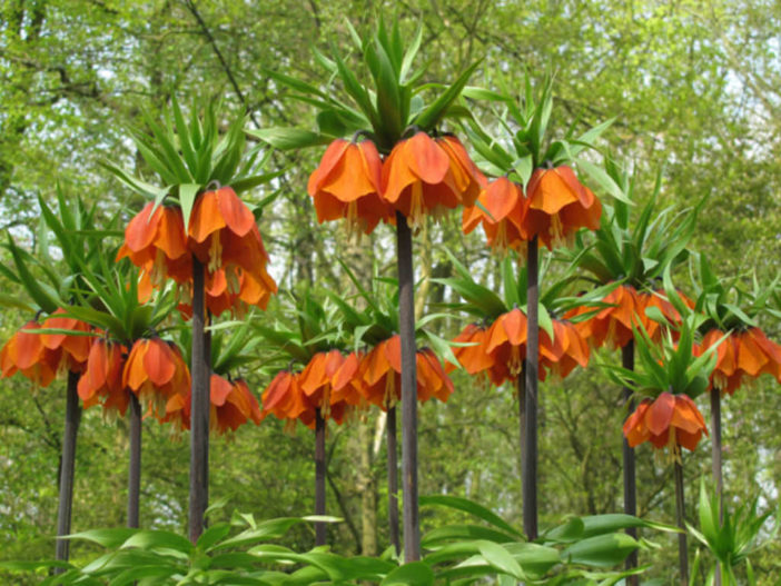 Fritillaria Bulbs: Fritillaria imperialis 'Rubra'