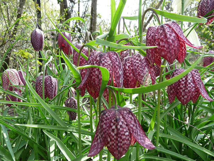 Fritillaria meleagris - Snake's Head