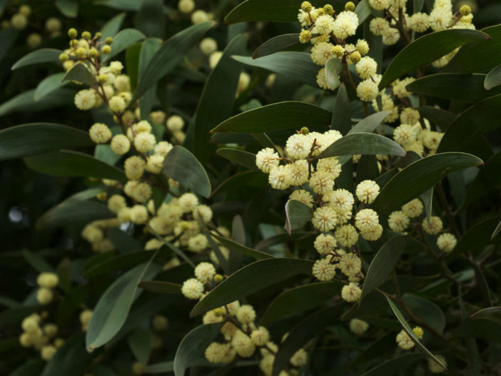 Acacia melanoxylon - Australian Blackwood