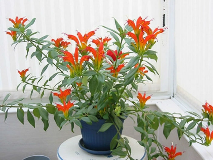 Aeschynanthus speciosus - Basket Plant