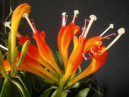 Aeschynanthus speciosus (Basket Plant) - World of Flowering Plants