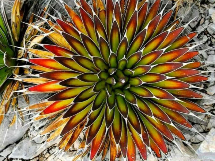 Agave pelona - Mescal Pelon