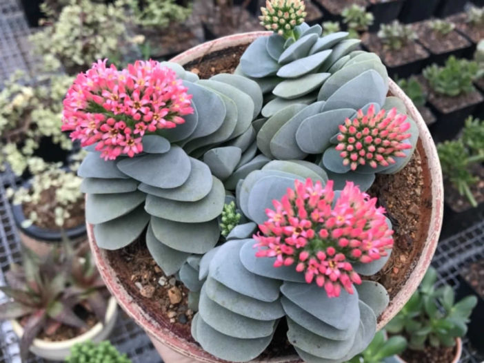 Crassula 'Morgan's Beauty'