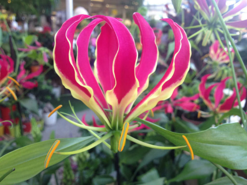 Gloriosa superba - Flame Lily