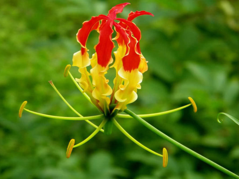 Gloriosa superba - Flame Lily